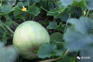 吃瓜打湿,一场关于打湿的趣味探索之旅