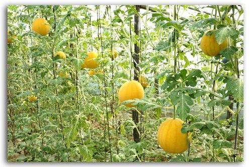 潮州百花台吃瓜,夏日消暑吃瓜盛宴，品味传统与现代交融