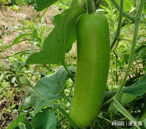 瓠子瓜怎么煮菜吃,家常美味煮菜攻略