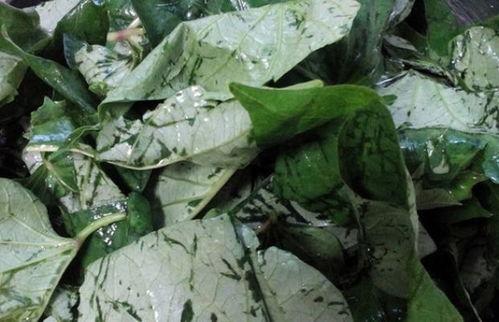 蒲瓜叶子怎么吃最好,这样吃最健康