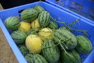 吃瓜黄圈,网络热议背后的真相与反思