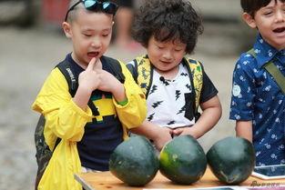 三娃吃瓜,揭秘瓜界风云录