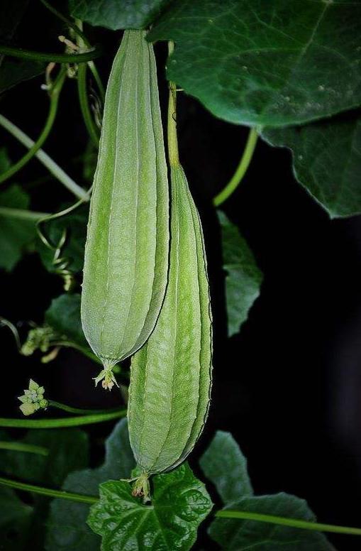 吃八棱瓜上火,小心上火需谨慎