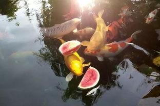 锦鲤余晖吃瓜,揭秘娱乐圈幕后风云