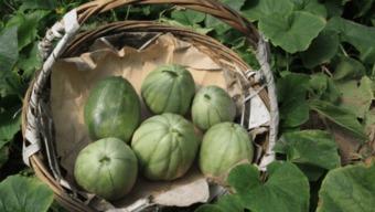 小时候吃瓜,那些年我们一起吃过的瓜