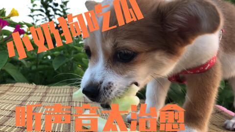 狗主人吃瓜,揭秘宠物界的趣味生活