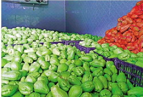 瓜菜吃的苦,探寻生活百味中的坚韧与成长