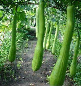 吃农村的瓜,探寻农村瓜果的甜蜜时光