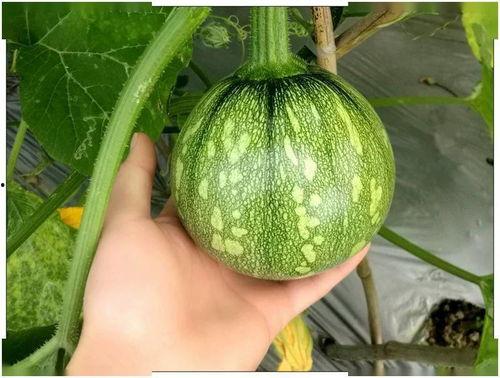 江西外语外贸吃瓜,吃瓜群众眼中的校园风云