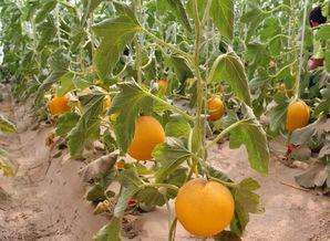 绿洲哪里可以吃瓜,探寻绿洲特色美食之旅