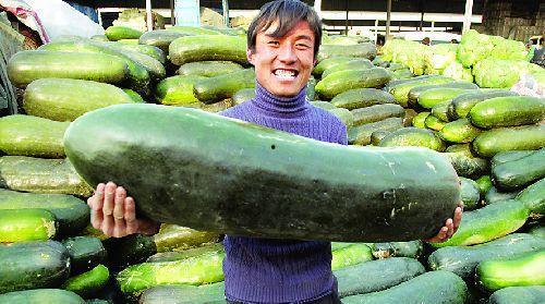 吃生内脏的瓜,瓜类食材的独特风味之旅