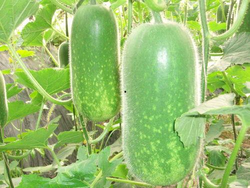 吃瓜的图像,揭秘网络热议背后的众生相