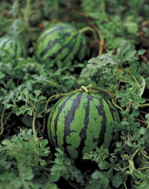 小哈皮吃瓜,揭秘娱乐圈那些不为人知的幕后故事