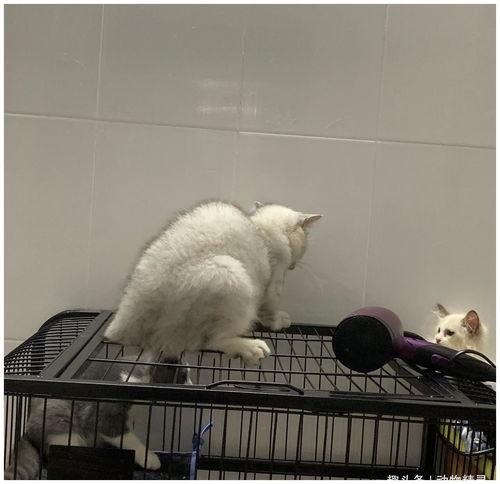 猫咪吃瓜真实图片,猫咪吃瓜萌态瞬间