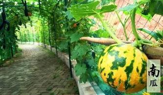 关于吃瓜好玩句子,趣味盎然的吃瓜瞬间